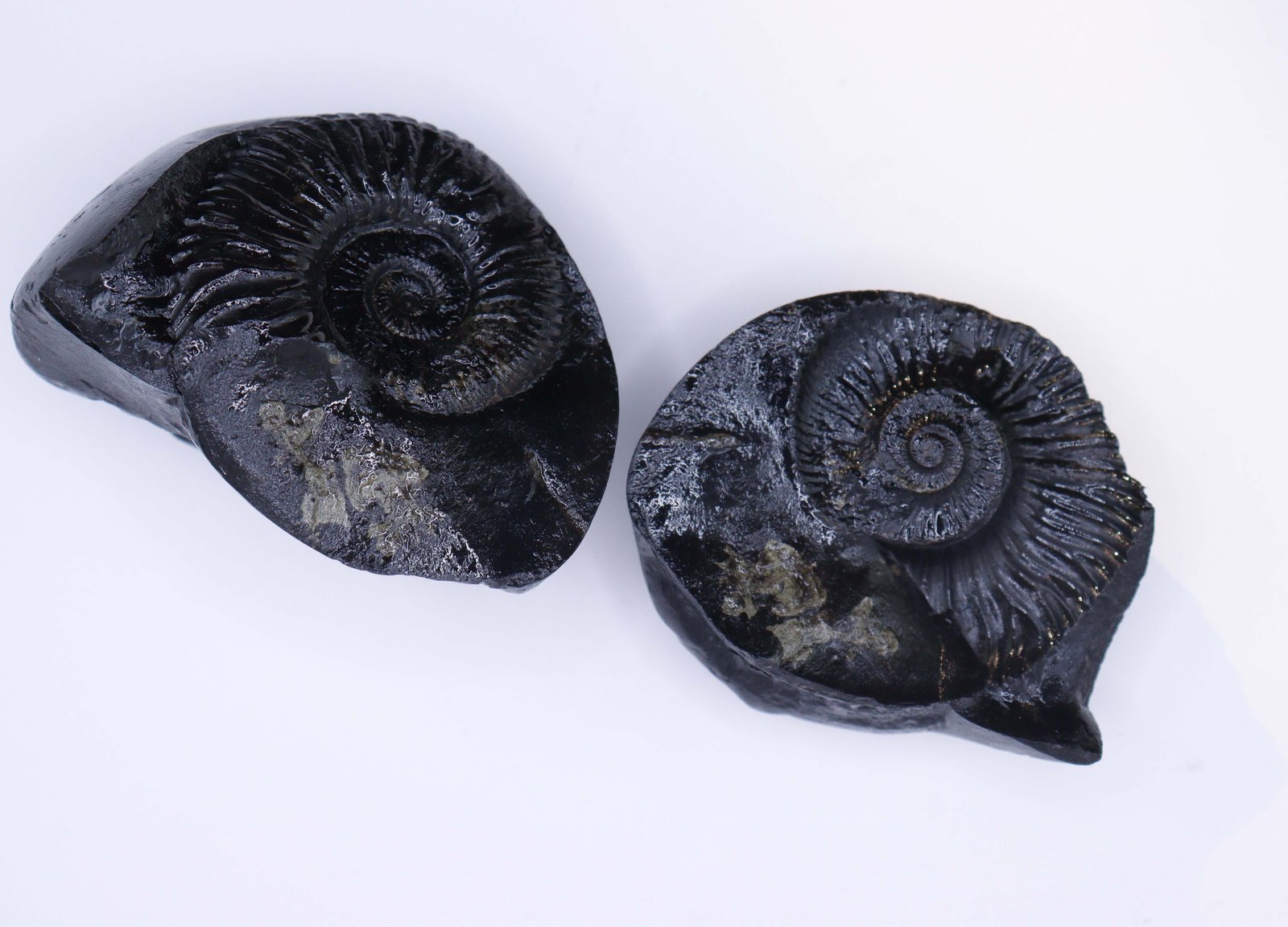 लक्ष्मी नारायण शालिग्राम (shaligram)